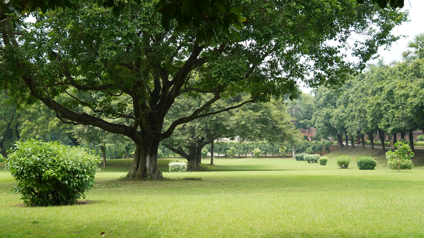 Neighborhood park with healthy turf and shade trees