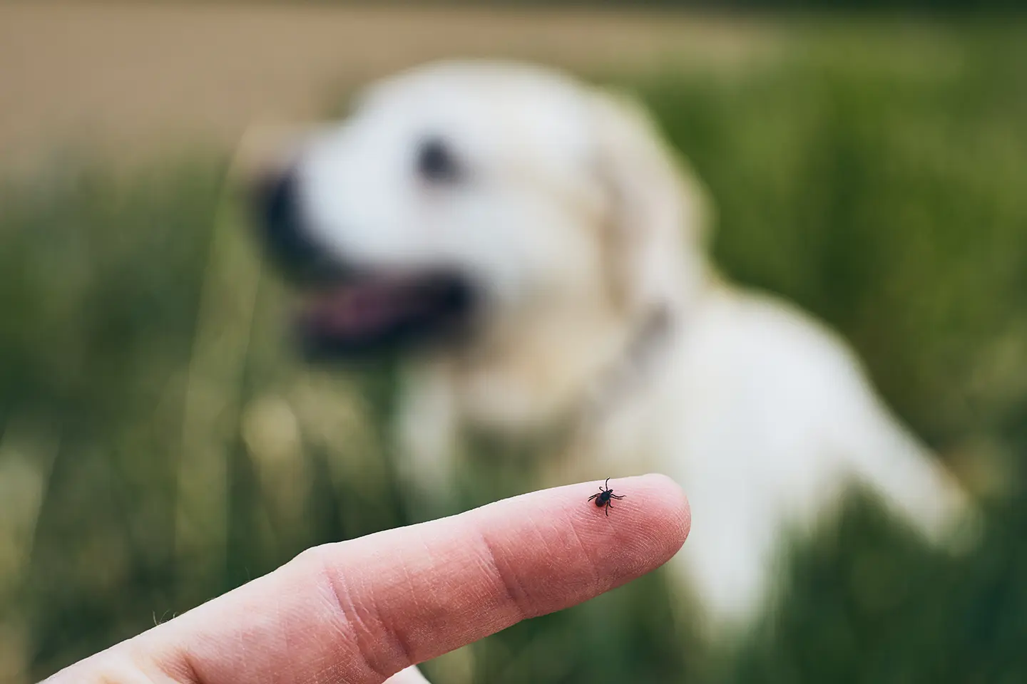 Ticks