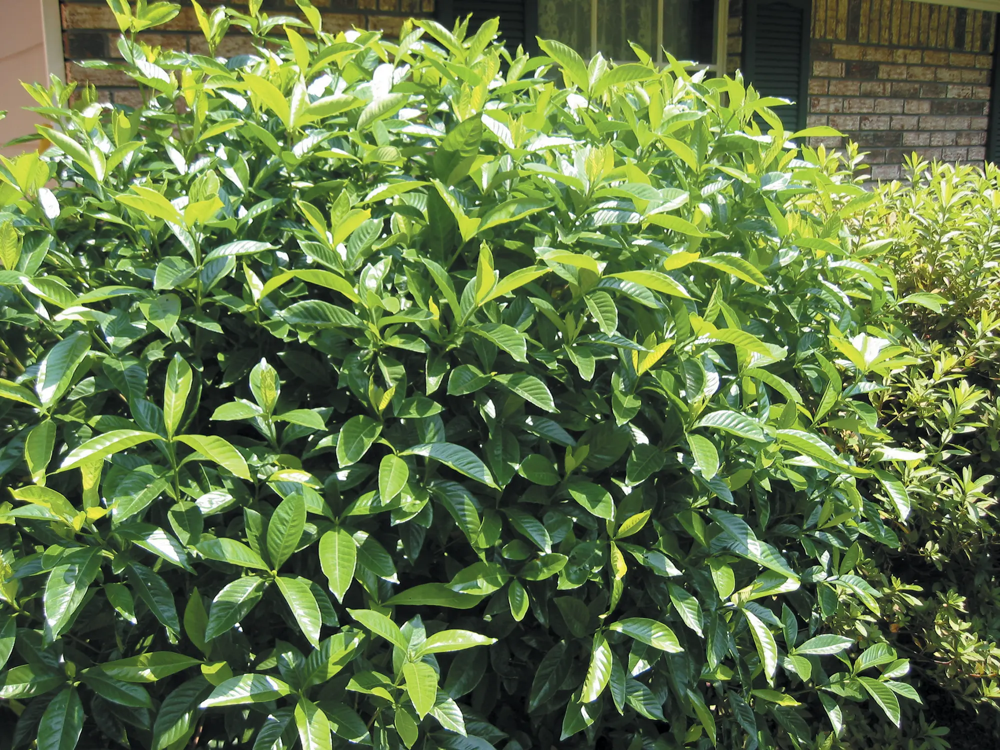A close up of the leaves on a bush