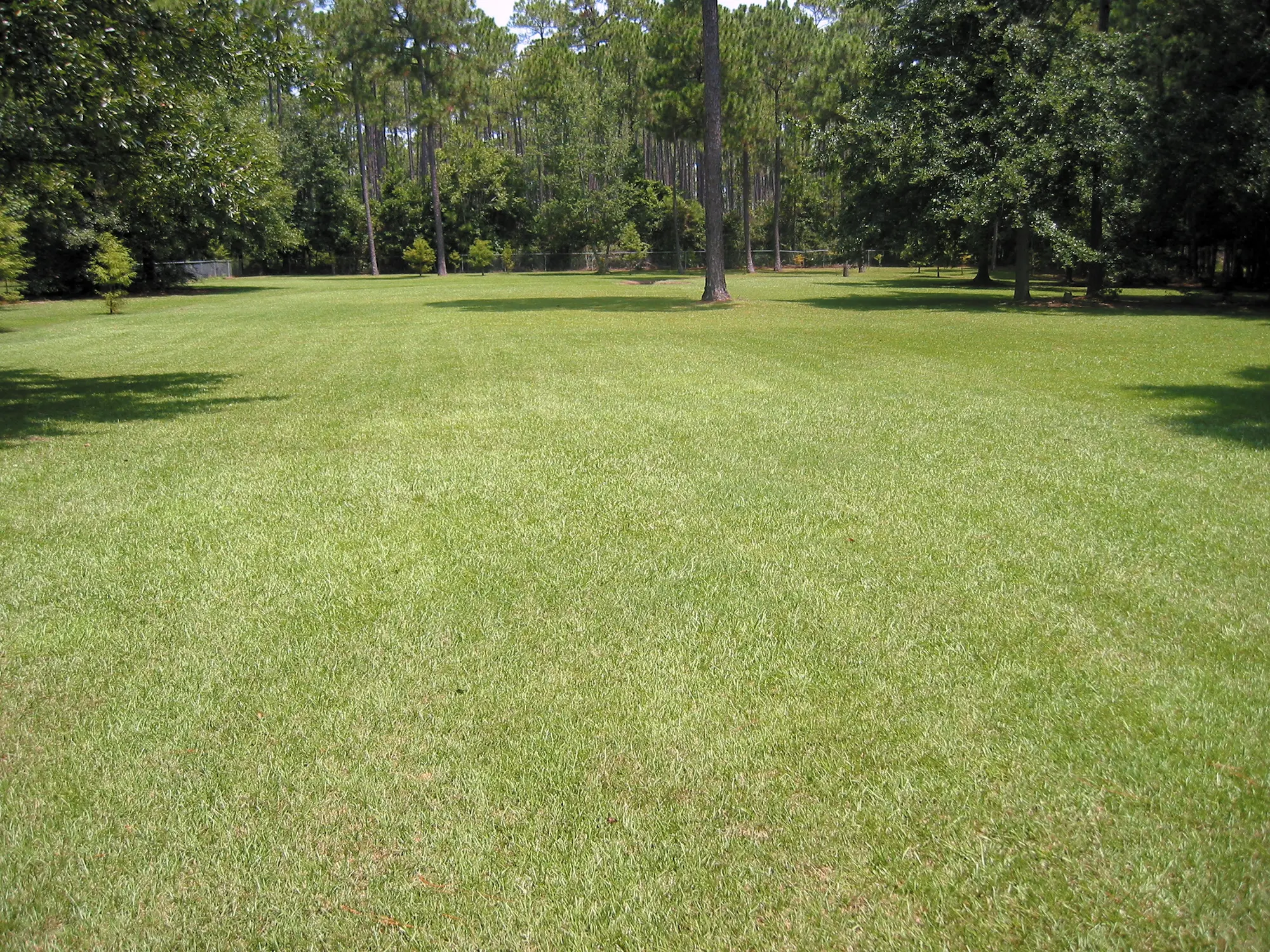 A grassy field with trees in the background.